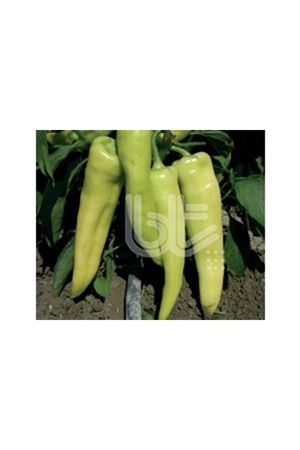 BT SAMSUN 016  ÇARLİSTON BİBER TOHUMU