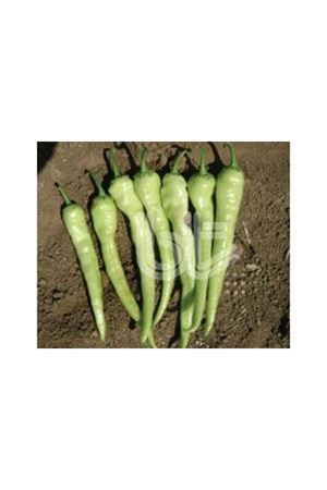 10 GRAM AMBALAJ  BT ÇORLU ( ACI ÇARLİSTON)  BİBER TOHUMU KDV DAHİL ADET FİYATI