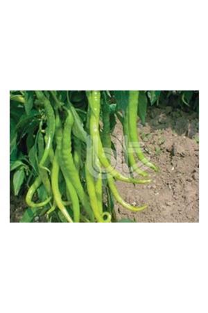 BT İNCE SİVRİ (  KIL ACI ) 016 BİBER TOHUMU