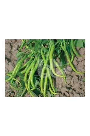 BT İNCE SİVRİ (  KIL TATLI ) 016 BİBER TOHUMU