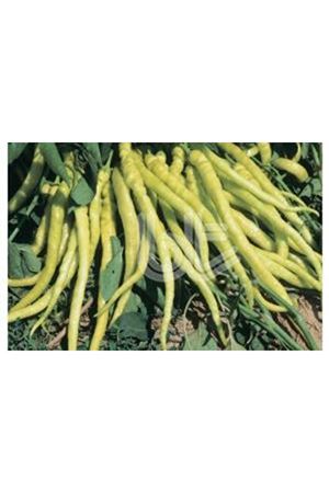 BT SARI SİVRİ (ÇORBACI 12 )  BİBER TOHUMU