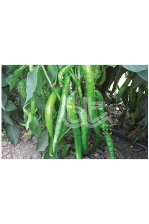 BT ILICA 256 BİBER TOHUMU