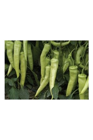 BT BURLİ BİBER TOHUMU