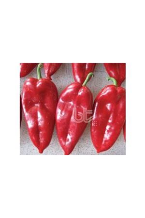 BT BUR -KAP BİBER TOHUMU