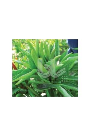 BT BEŞPARMAK BİBER TOHUMU