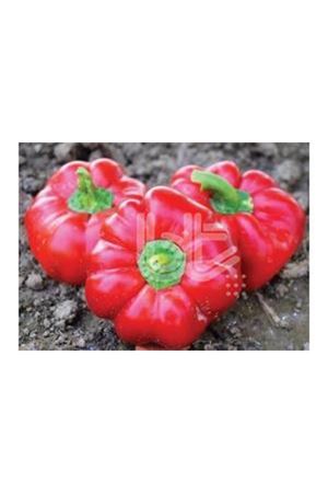 BT KAMBER BİBER TOHUMU