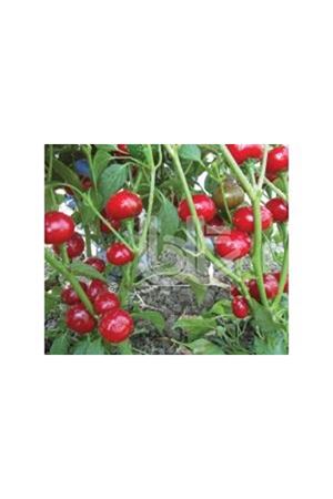 BT YAKANTOP ACI BİBER TOHUMU