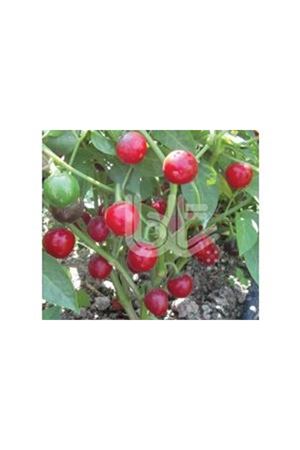 BT BURKİTA  TATLI BİBER TOHUMU