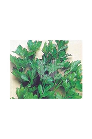 BT İRİ YAPRAK MAYDANOZ TOHUMU