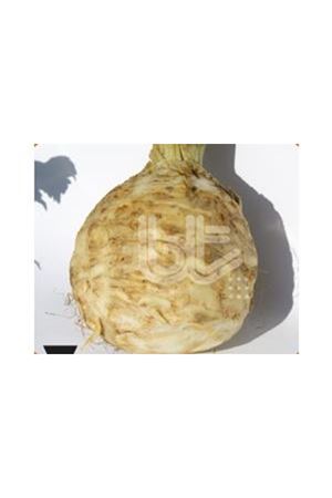 BT ÇANAKKALE KÖK KEREVİZ TOHUMU 