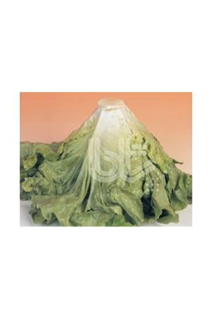 BT İRİ KIVIRCIK MARUL TOHUMU