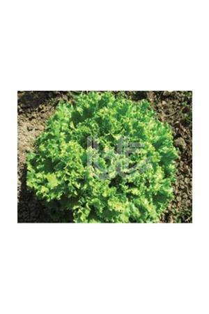 BT KARADENİZ KIVIRCIK MARUL TOHUMU