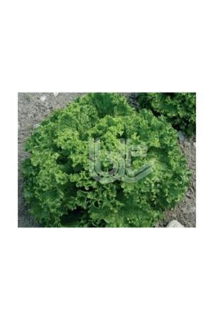 BT KIŞLIK KIVIRCIK MARUL TOHUMU