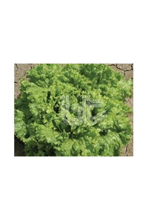 BT SÜPER İRİ KIVIRCIK MARUL TOHUMU