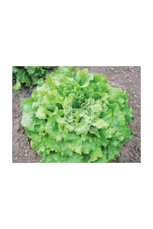 BT 795 KIVIRCIK  MARUL TOHUMU