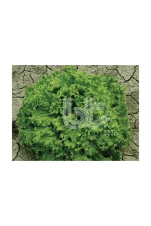 BT  ŞAMBA  KIVIRCIK MARUL TOHUMU