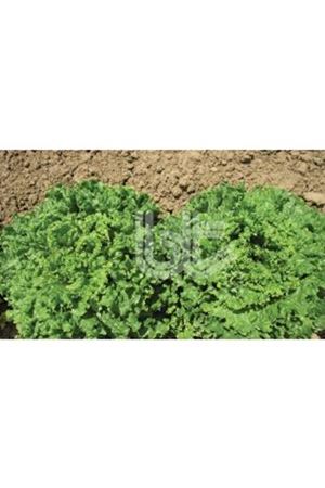 BT İVANKA  KIVIRCIK MARUL TOHUMU