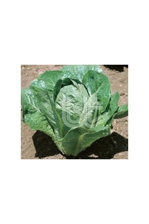 BT YEDİKULE  5701  MARUL TOHUMU