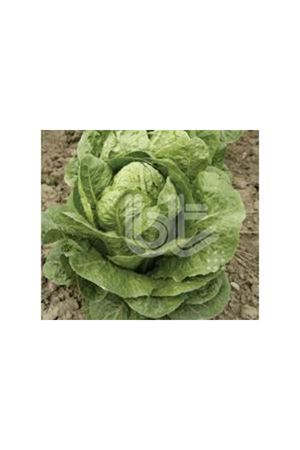 BT BURKULE  YEDİKULE TİPİ  MARUL  TOHUMU