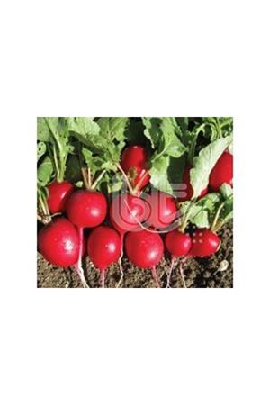 BT FINDIK TURP ( CHERRY BELLE ) TOHUMU