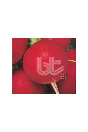 BT İRİ KIRMIZILI TURP (BURKIR) TOHUMU