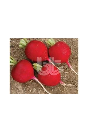 BT İRİ KIRMIZI TURP (BALCALI ) TOHUMU