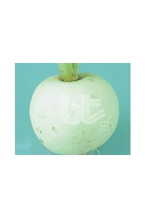 BT BURBEYAZ  TURP TOHUMU