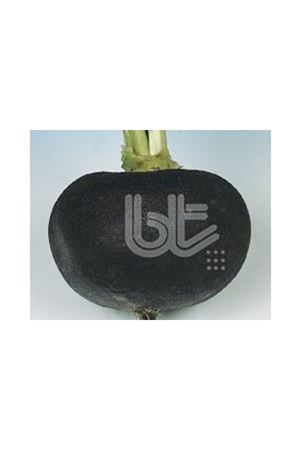 BT BURSİYAH  TURP TOHUMU