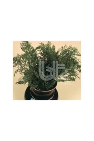 BT ÇİÇEK DEREOTU  TOHUMU