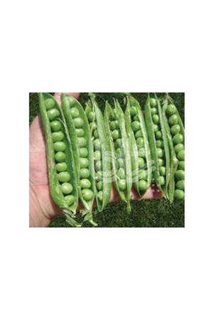 BT UTRİLLO  İTHAL BEZELYE TOHUMU