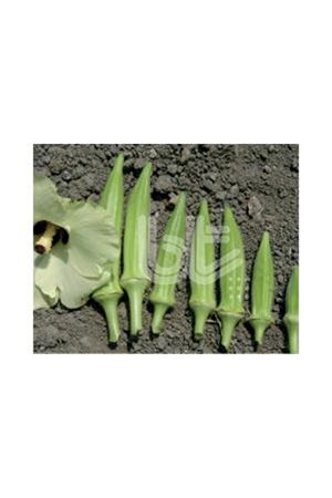 BT JAPON BAMYA TOHUMU