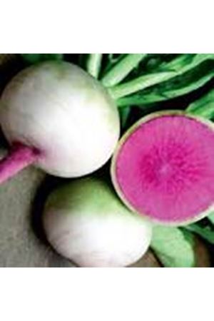 BT BURÇİN ÇİN TURBU