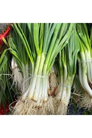 BT BURBİLEK TAZE SOĞAN TOHUMU