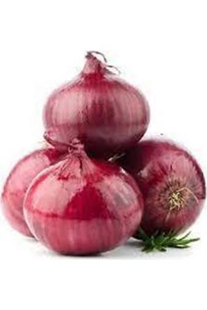 BT KIRMIZI SOĞAN TOHUMU