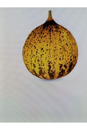 FİTO TOHUM SAROS  F1 KIRKAĞAÇ TİPİ KAVUN TOHUMU 