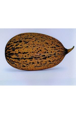 FİTO TOHUM HERMANOS  F1 KIRKAĞAÇ TİPİ KAVUN TOHUMU 