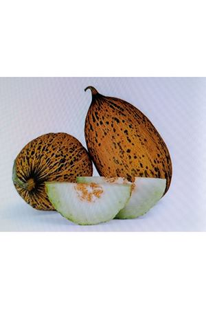 FİTO TOHUM KONSOLOS F1 KIRKAĞAÇ TİPİ KAVUN TOHUMU 