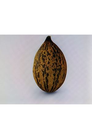 FİTO TOHUM  LEMOS F1 KIRKAĞAÇ TİPİ KAVUN TOHUMU 