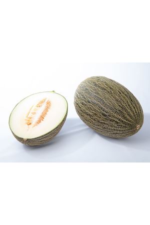 FİTO TOHUM CEFERİNO  F1 KIRKAĞAÇ TİPİ KAVUN TOHUMU 