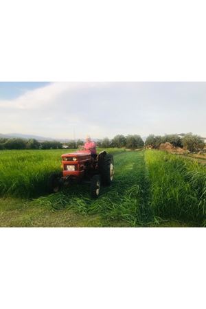 TEFF GRASS YAZLIK  OT TOHUMU