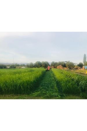 TEFF GRASS YAZLIK  OT TOHUMU