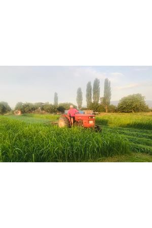 TEFF GRASS YAZLIK  OT TOHUMU