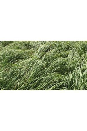 YİĞİT TOHUM DOMUZ AYRIĞI ( DACTYLİS GLOMERATA ) TOHUMU