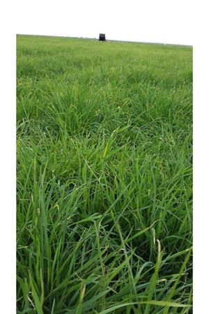 YİĞİT TOHUM DOMUZ AYRIĞI ( DACTYLİS GLOMERATA ) TOHUMU