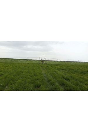 YİĞİT TOHUM DOMUZ AYRIĞI ( DACTYLİS GLOMERATA ) TOHUMU