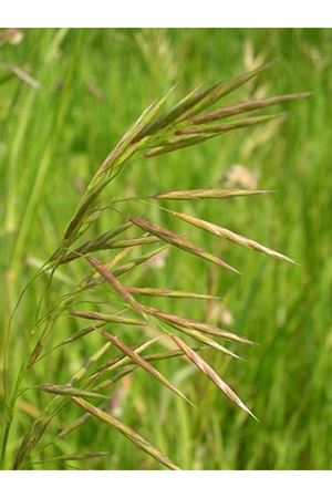 YİĞİT TOHUM KILÇIKSIZ BROM (BROMUS İNERMİS ) TOHUMU 