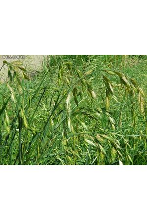 YİĞİT TOHUM KILÇIKSIZ BROM (BROMUS İNERMİS ) TOHUMU 