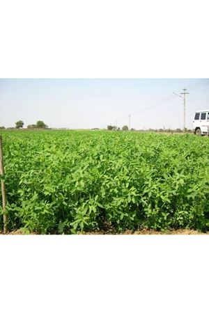 ULUSOY TOHUM  İSKENDERİYE ÜÇGÜLÜ  TOHUMU