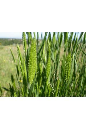 YİĞİT TOHUM OTLAK AYRIĞI  ( AGROPYRON CRİSTATUM ) TOHUMU 