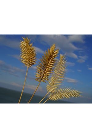 YİĞİT TOHUM OTLAK AYRIĞI  ( AGROPYRON CRİSTATUM ) TOHUMU 